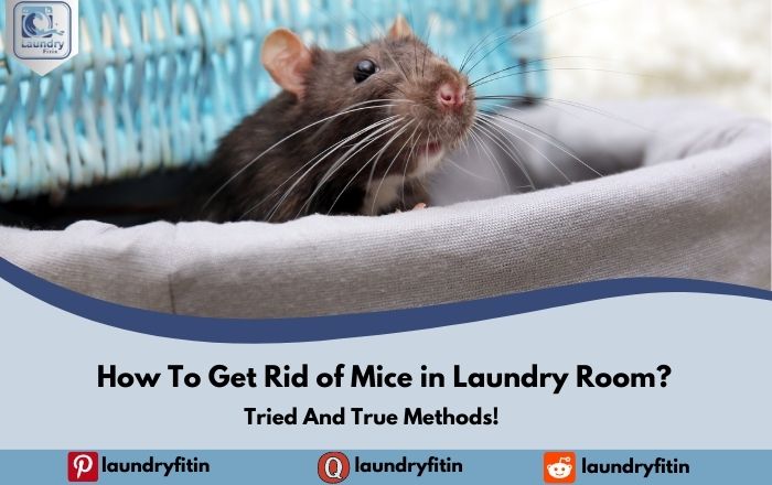 How To Get Rid of Mice in Laundry Room?